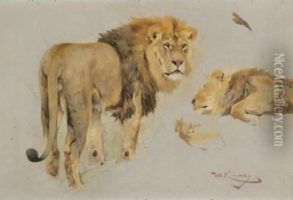 Study Of Lions Oil Painting - Wilhelm Kuhnert