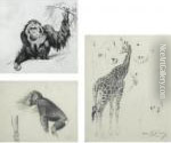 Three Studies: An Orangutan; A Chimpanzee; Giraffes Oil Painting - Wilhelm Kuhnert