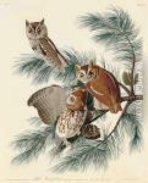 Little Screech Owl 
 Strix Asio Oil Painting - John James Audubon