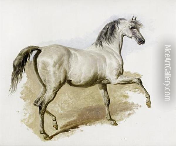 Study Of A Grey Arab Mare Oil Painting - John Frederick Herring Snr