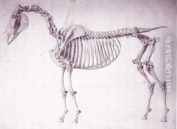 Fifth Anatomical Table, from The Anatomy of the Horse 3 Oil Painting - George Stubbs