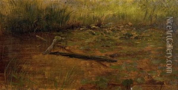Study Of Water Lillies Oil Painting - Albert Bierstadt