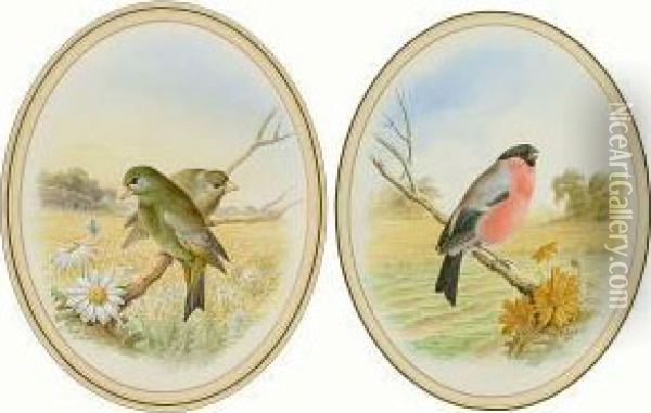 'greenfinches' And 'bullfinch' Oil Painting - Harry Bright