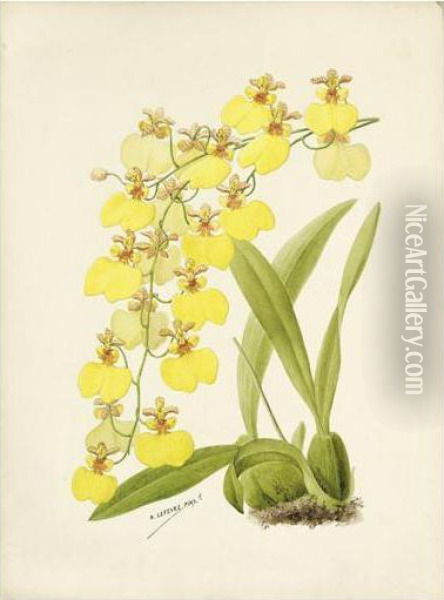 Orchidees Oil Painting - Lefevre