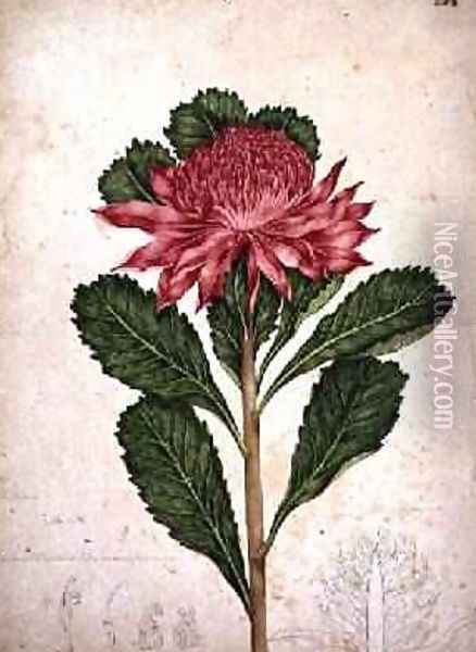 Waratah telopea speciosissima 1803-08 Oil Painting - John William Lewin