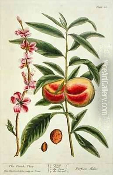 The Peach Tree, plate 101 from 'A Curious Herbal' Oil Painting - Elizabeth Blackwell