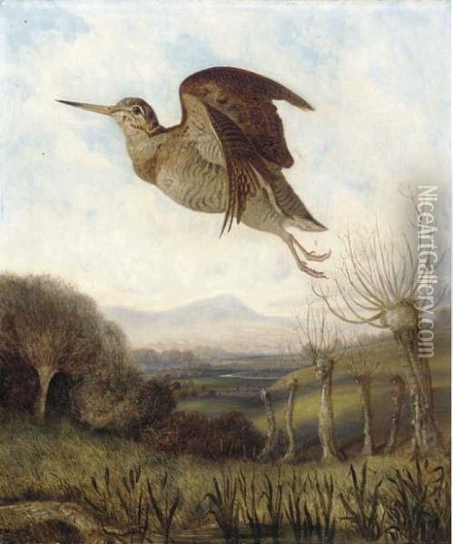 A Woodcock In Flight Oil Painting - C. J. Griffiths