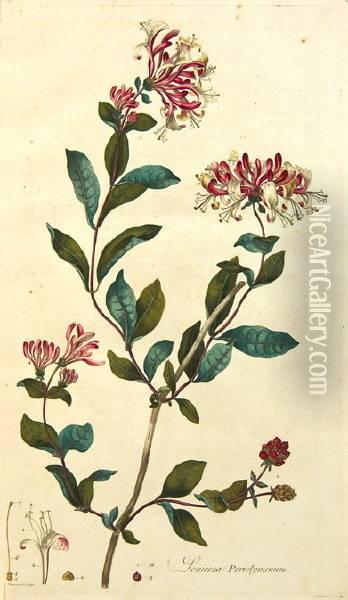 Flora Londinensis: Or Plates And Descriptions Of Such Plants As Grow Wild In The Environs Of London Oil Painting - William Curtis