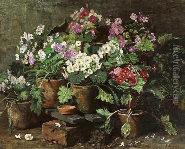 A Still Life Of African Violets In A Greenhouse Oil Painting - Jean Capeinick