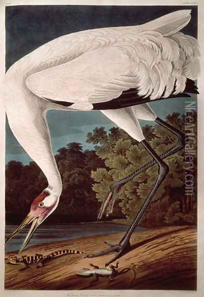 Whooping Crane, from 'Birds of America' Oil Painting - John James Audubon