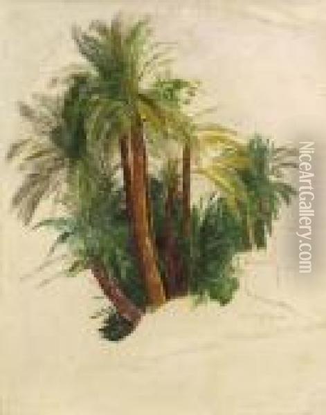 Study Of Palm Trees Oil Painting - Edward Lear