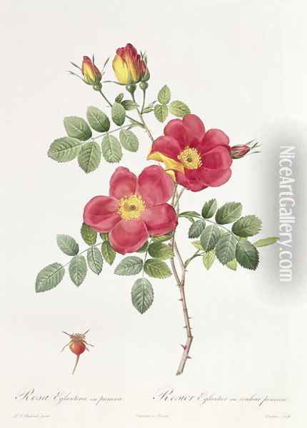 Rosa Eglantera Punicea Oil Painting - Pierre-Joseph Redoute