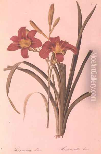 Hemerocallis fulva lily, from Les Liliacees, 1808-16 Oil Painting - Pierre-Joseph Redoute