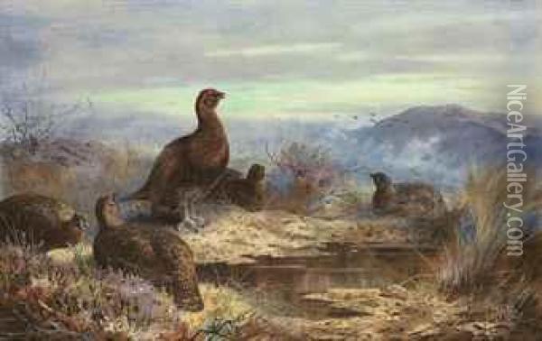 A Covey Of Five Red Grouse Amongst Heather Oil Painting - Archibald Thorburn