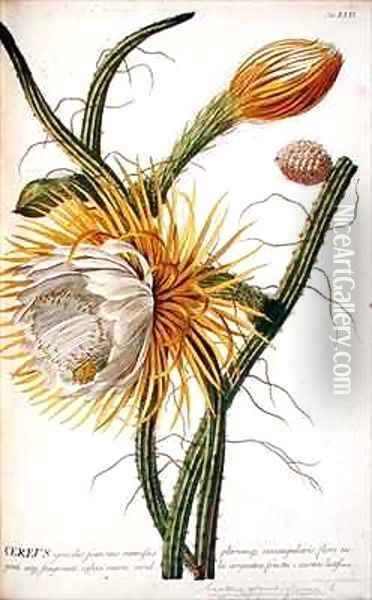 Cactus Cereus from Trews Plantae Selectae Oil Painting - Georg Dionysius Ehret