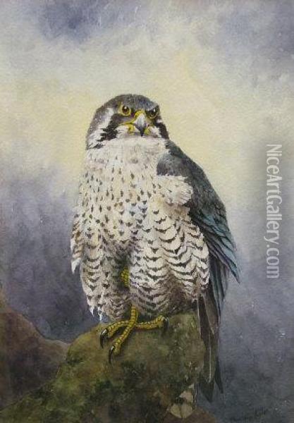 Peregrine Falcon On A Perch Oil Painting - Christopher Hughes