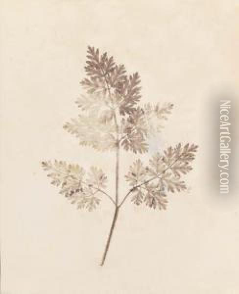 The Pencil Of Nature Oil Painting - William Henry Fox Talbot