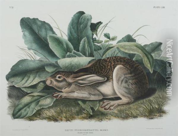 Black-tailed Hare Oil Painting - John James Audubon