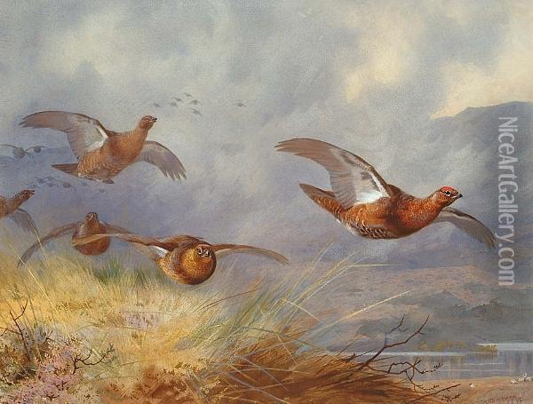 Grouse In Flight Accross An Extensive Highland Landscape Oil Painting - Archibald Thorburn
