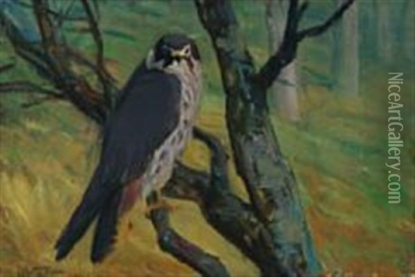 A Peregrine Falcon Looking From A Branch Oil Painting - Vilhelm Theodor Fischer