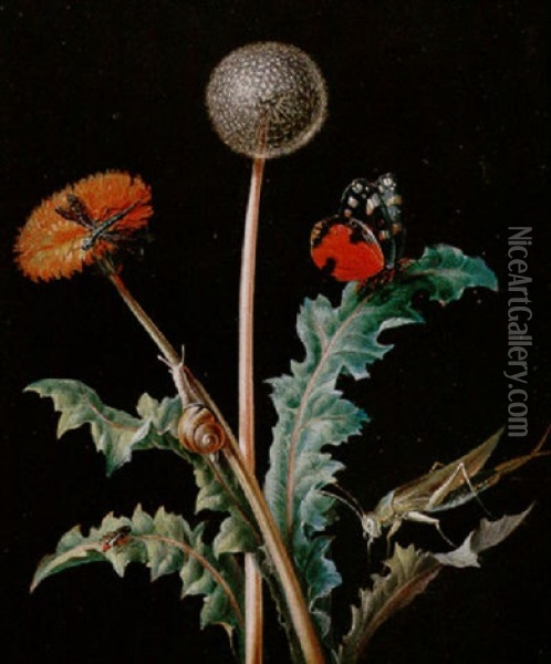 Still Life Of A Grasshopper, A Snail, A Dragonfly, A Beetle And A Butterfly On A Dandelion Oil Painting - Johann Christoph Bayer