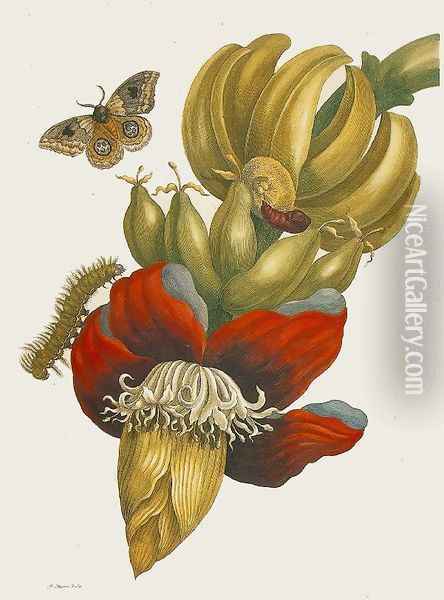 Banana Plant Oil Painting - Maria Sibylla Merian