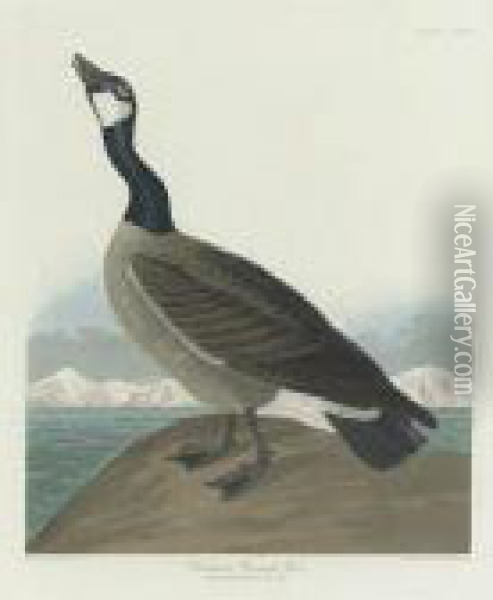Hutchins's Barnacle Goose (plate Cclxxvii) Oil Painting - John James Audubon