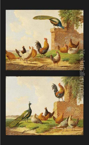 Poultry In A Yard (a Pair) Oil Painting - Albertus Verhoesen