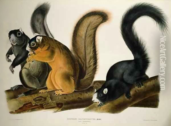 Fox Squirrel, from 'Quadrupeds of America' Oil Painting - John James Audubon