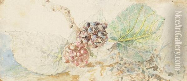 Study Of Blackberries Oil Painting - Myles Birket Foster