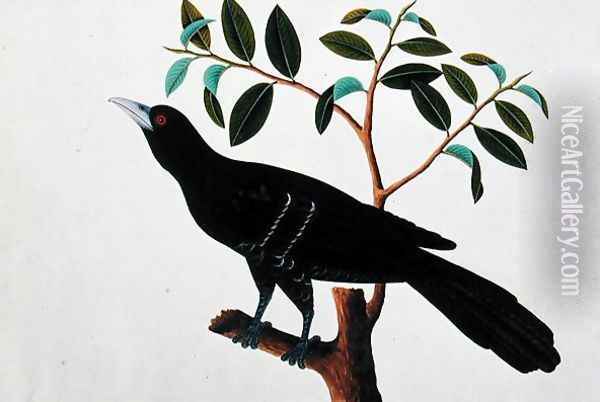 Black Bird, from 'Drawings of Birds from Malacca', c.1805-18 (1) Oil Painting - Anonymous Artist