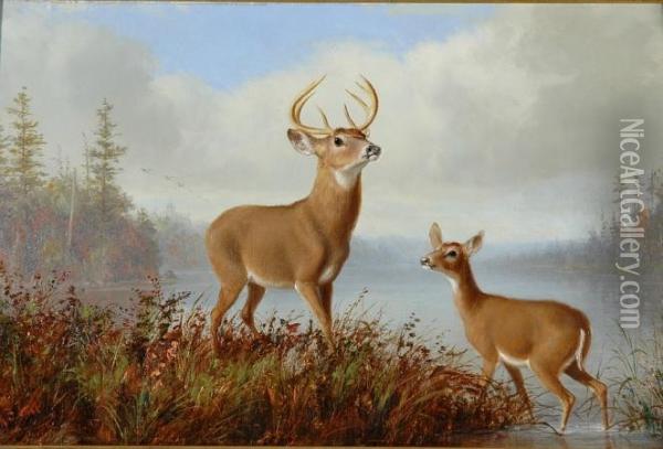 Stag And Doe Oil Painting - Arthur Fitzwilliam Tait