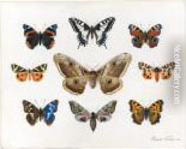 A Sheet Of Studies Of Butterflies Oil Painting - Edouard Travies