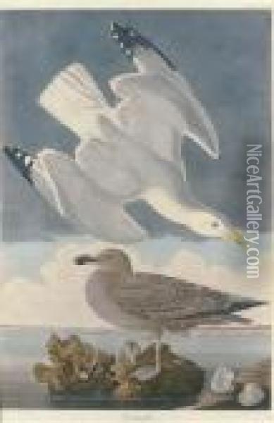 Herring Gull Oil Painting - John James Audubon