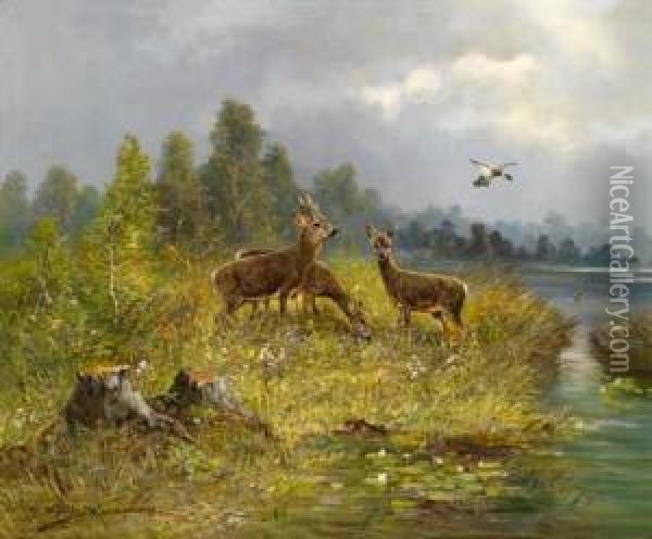 Rehwild Am Seeufer Oil Painting - Moritz Ii Muller