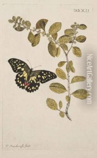 Fleurs Et Papillons Oil Painting - Nicolaas Meerburgh
