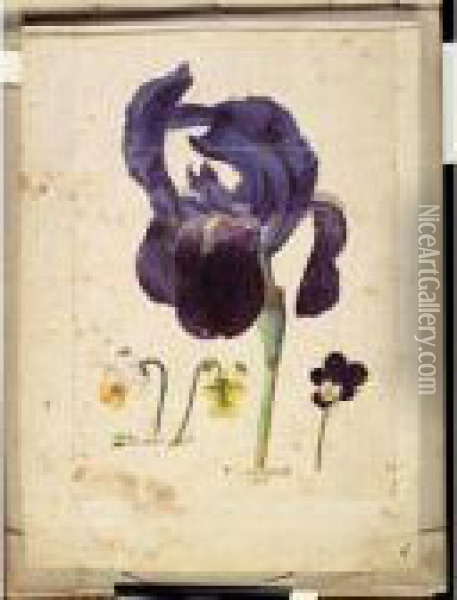 A Sheet Of Studies Of Flowers: A German Iris And Three Violets Oil Painting - Jacques (de Morgues) Le Moyne