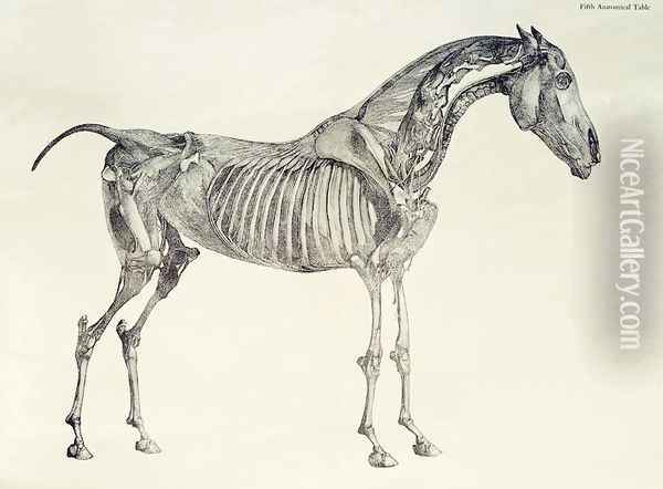 Fifth Anatomical Table, from The Anatomy of the Horse 2 Oil Painting - George Stubbs