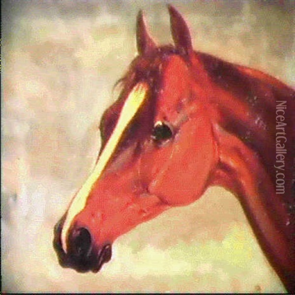 Study Of The Horse's Head 'plenipotentiary' Oil Painting - Abraham Cooper