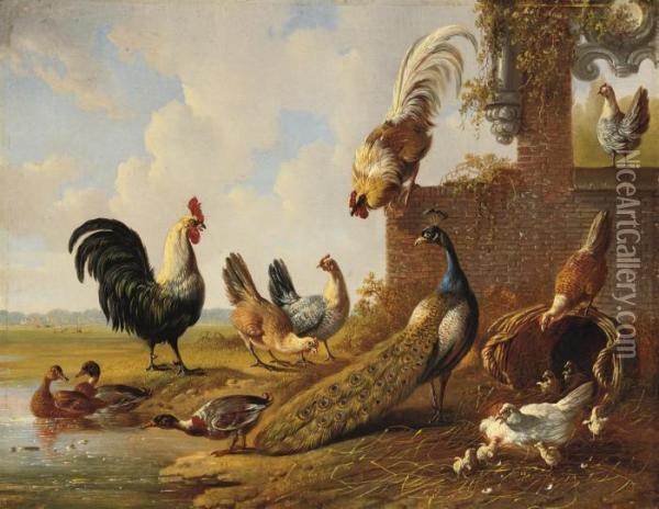 Poultry Near A Ruin Oil Painting - Albertus Verhoesen