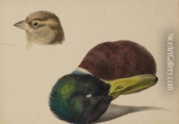 Une Tete D'oiseau Et Une Tete De Canard Oil Painting - Pancrace Bessa