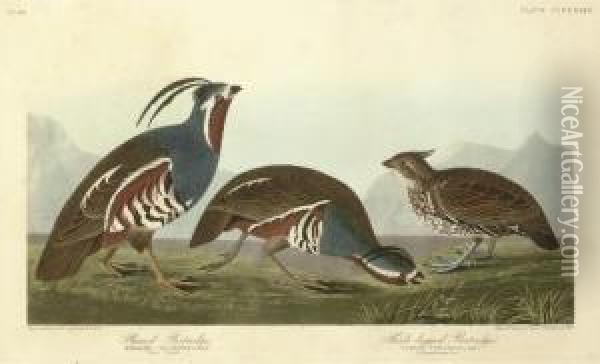 Plumed Partridge And Thick-legged Partridge (plate Ccccxxiii) Oil Painting - Robert I Havell