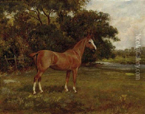 A Chestnut Hunter In A Paddock Oil Painting - Wright Barker