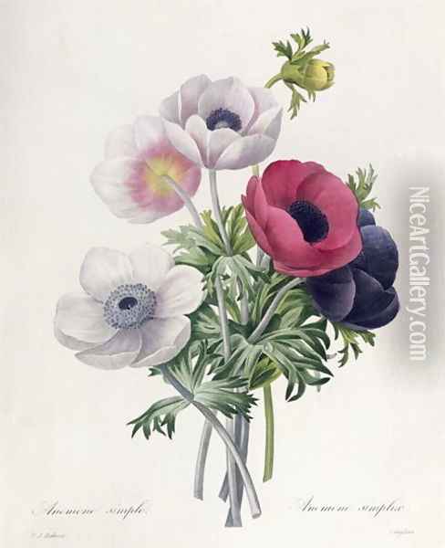 Anemone Simple, from Les Choix des Plus Belles Fleurs Oil Painting - Pierre-Joseph Redoute