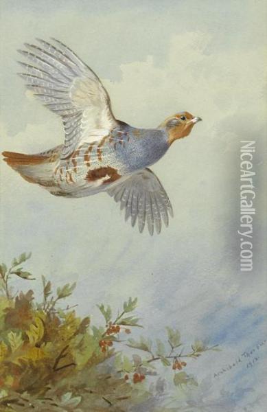 Partridge In Flight Oil Painting - Archibald Thorburn