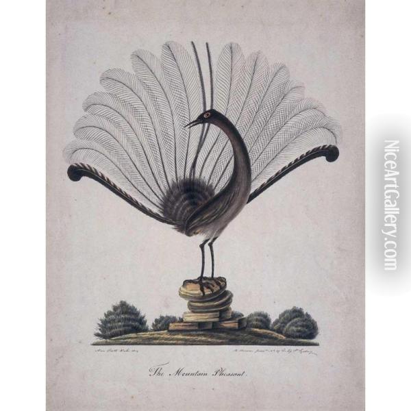 The Mountain Pheasant [lyrebird] Oil Painting - Richard Browne
