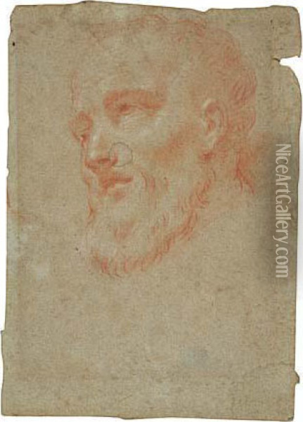 Study For The Head Of Filippo Neri Oil Painting - Guglielmo Cortese (see COURTOIS, Guillaume)
