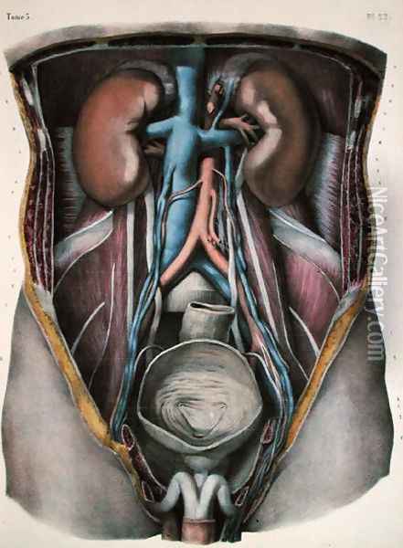 The kidneys and bladder, plate from Traite Complet de lAnatomie de lHomme by Jean-Baptiste Marc Bourgery 1797-1849 engraved by Nicolas Henri Jacob 1782-1871 1866-67 Oil Painting - E. Pochet