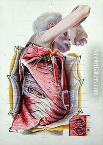 Dissection of the right lateral face of the thorax from a book on anatomy Oil Painting - S. Dupret