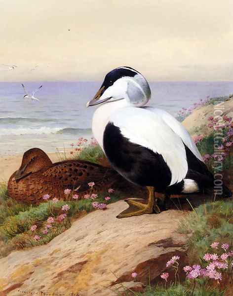 Common Eider Ducks Oil Painting - Archibald Thorburn